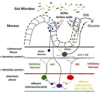 Impact of Intestinal Peptides on the Enteric Nervous System: Novel Approaches to Control Glucose Metabolism and Food Intake